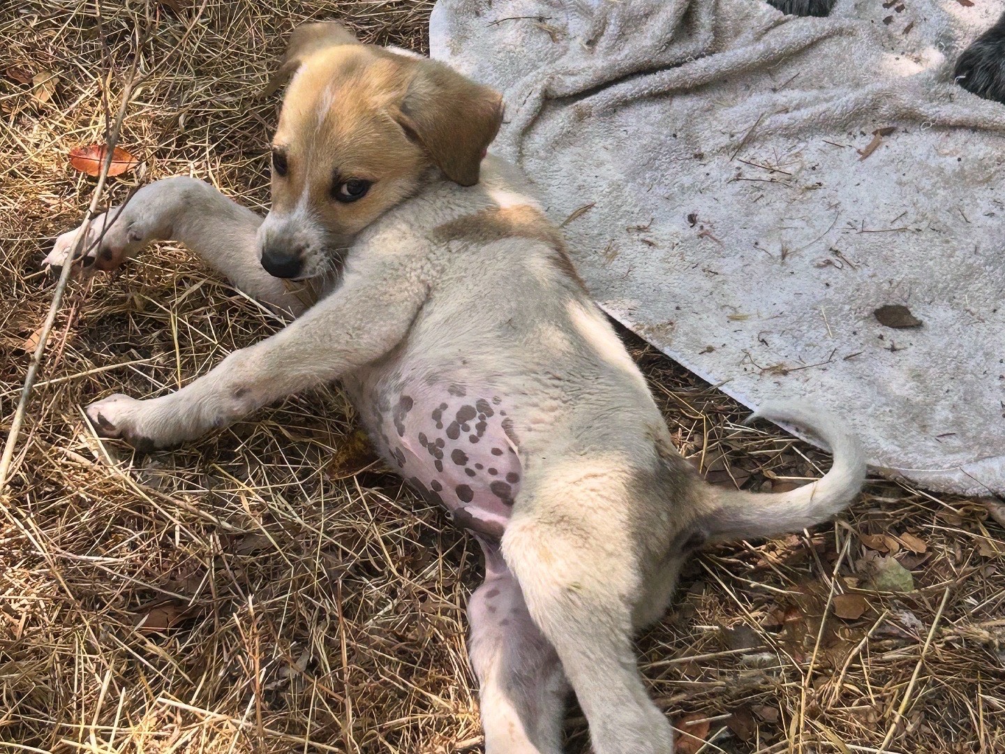 Adotta un cane, taglia media, maschio, Laquila