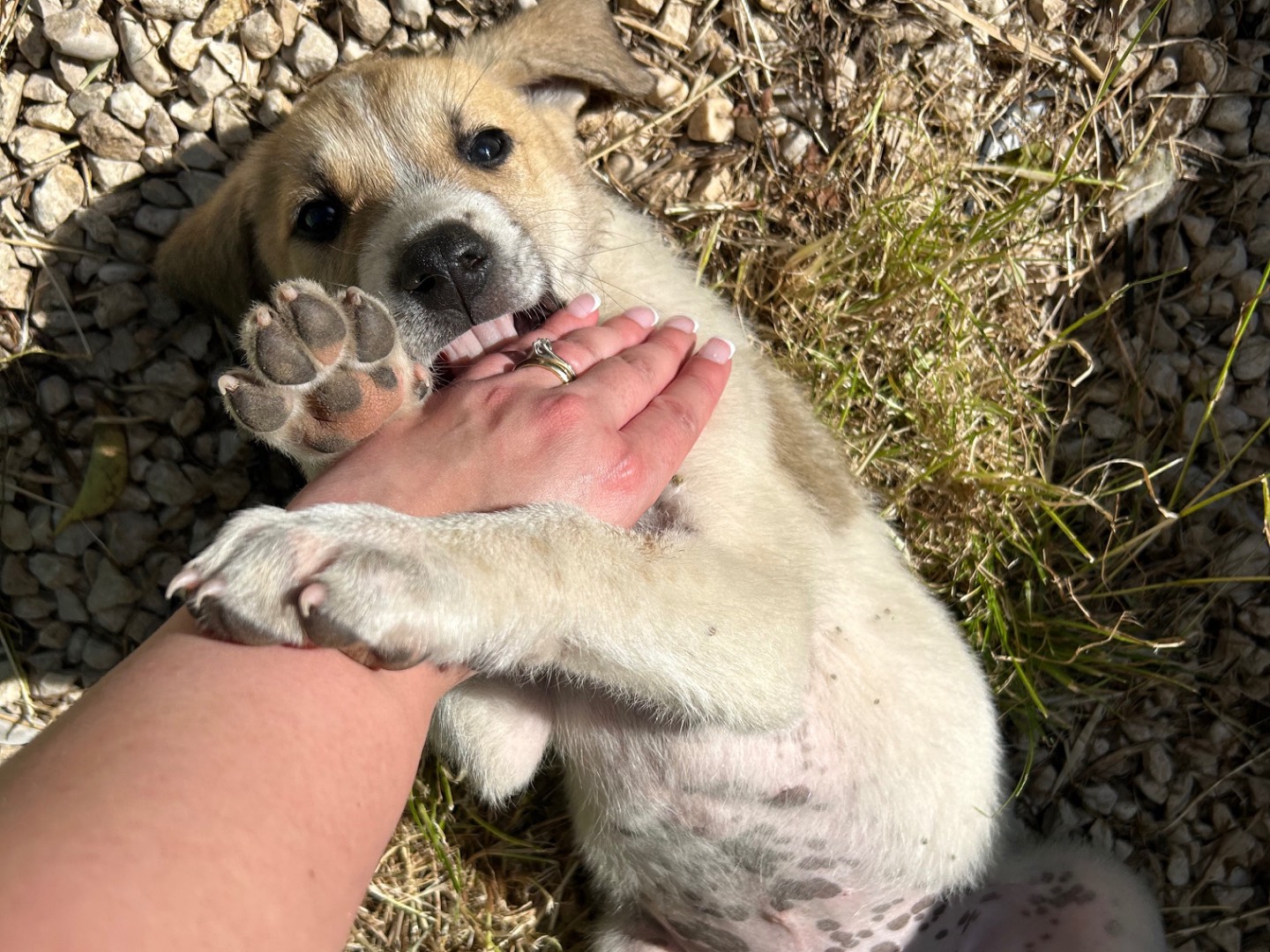 Vuoi adottare un cane a Laquila?