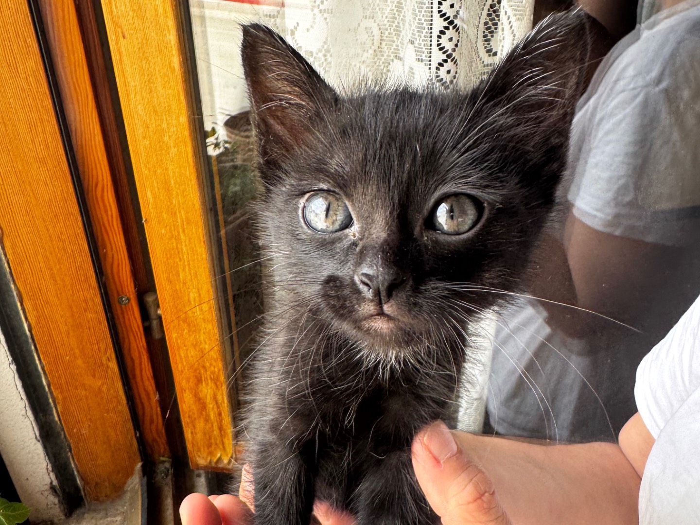 Adozione gatto, femmina, Razza sconosciuta Razza sconosciuta, 5 mesi, taglia non valida, Verona