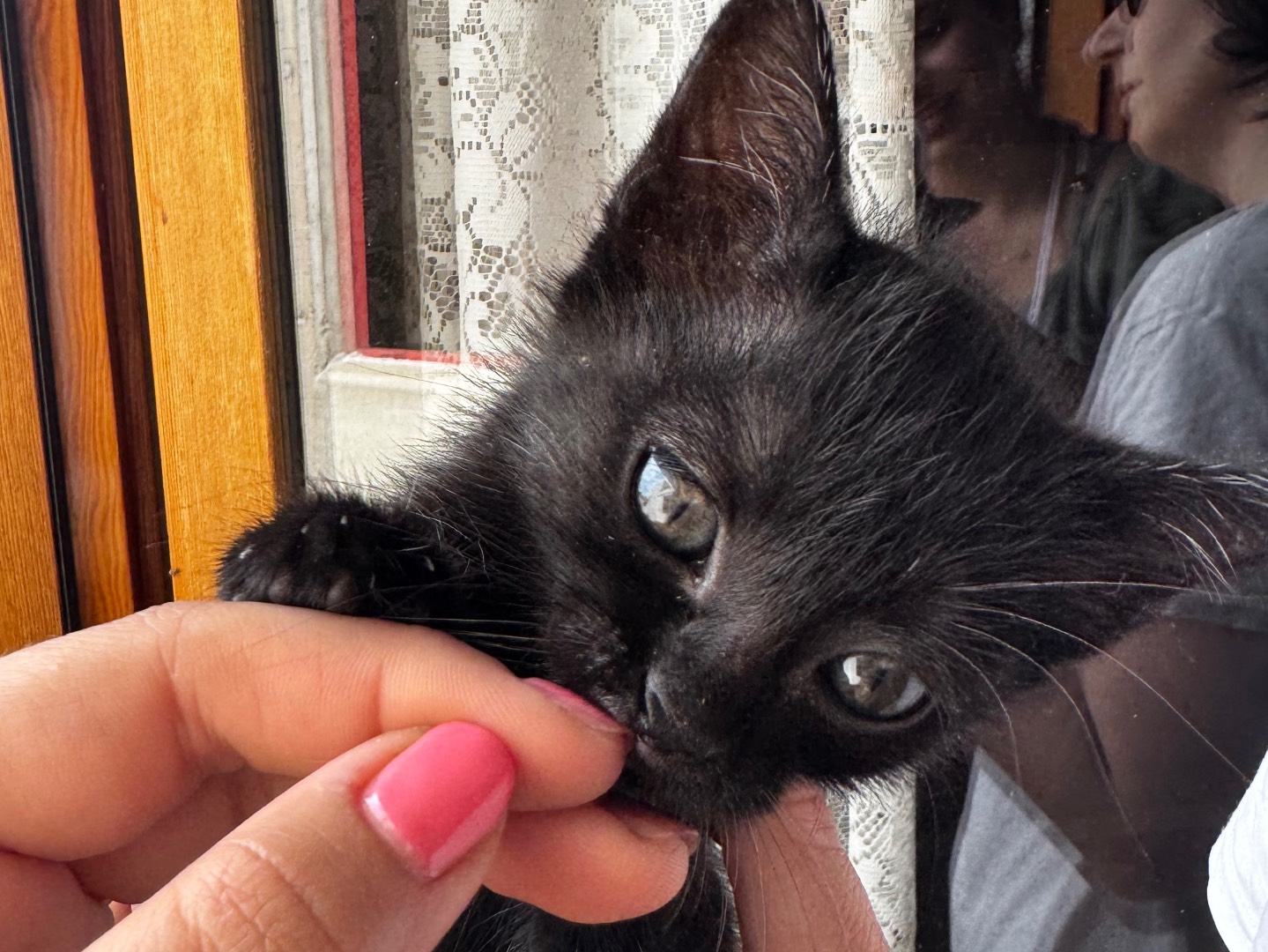 Adotta un gatto, femmina, 5 mesi, Verona