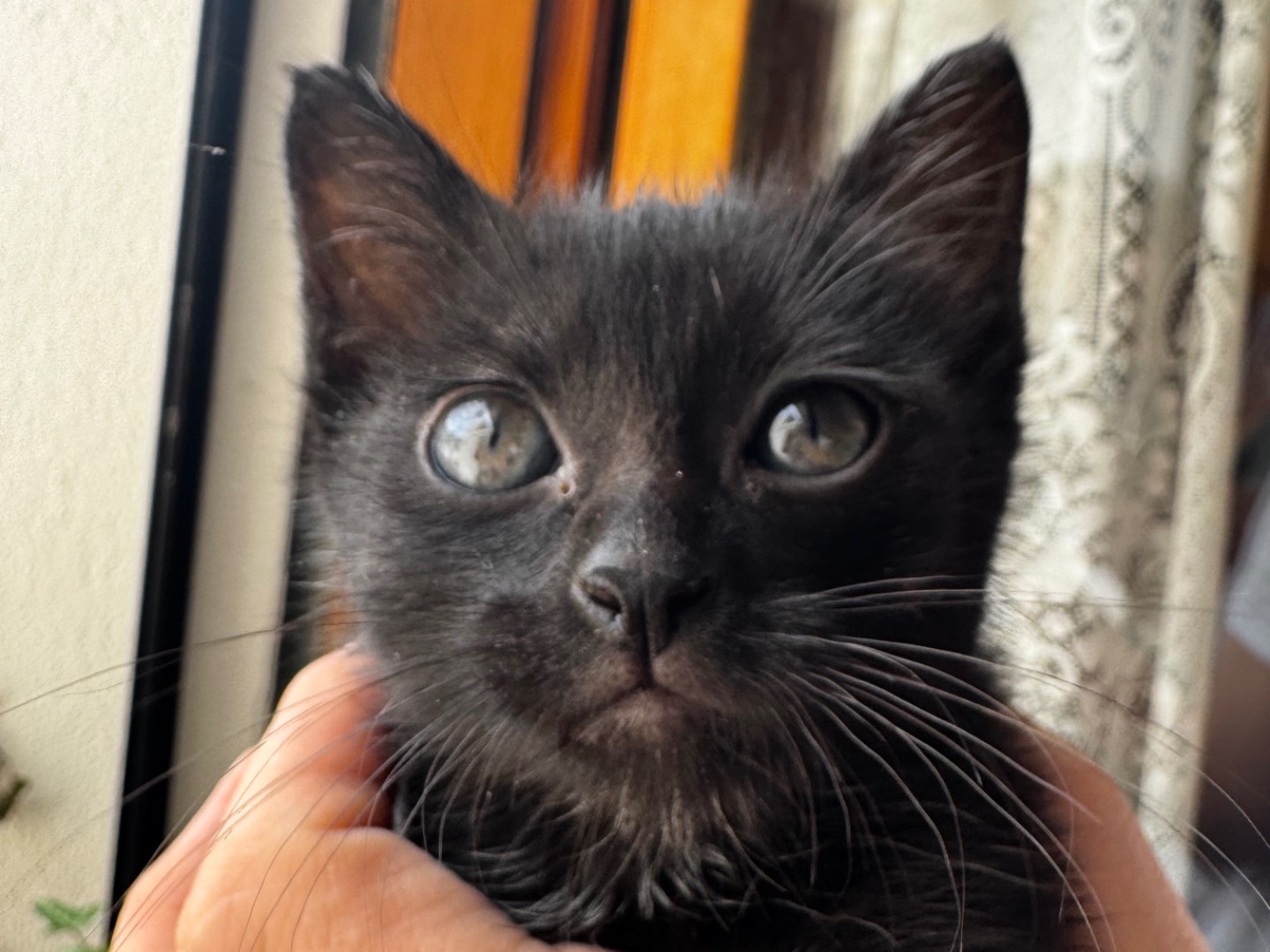 Adotta un gatto, taglia non valida, femmina, Verona