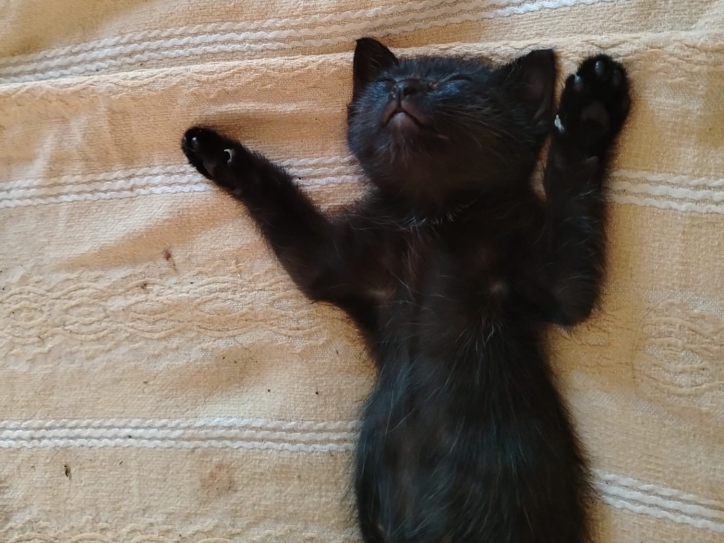 Adotta il gatto Lilith a Verona