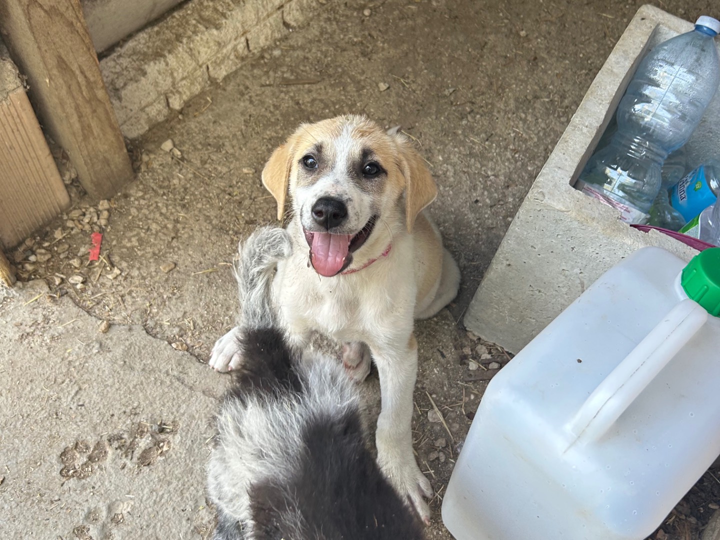 Adotta un cane, femmina, 1 mesi, Laquila