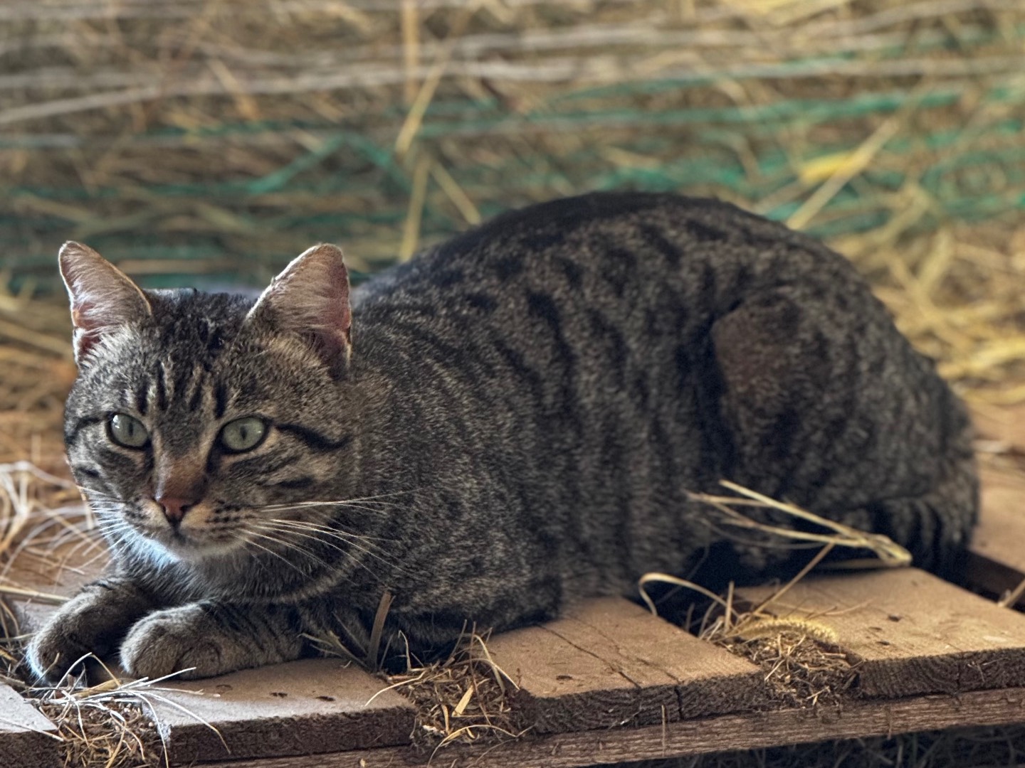 Adotta un gatto, maschio, 2 anni  e 3 mesi , Verona