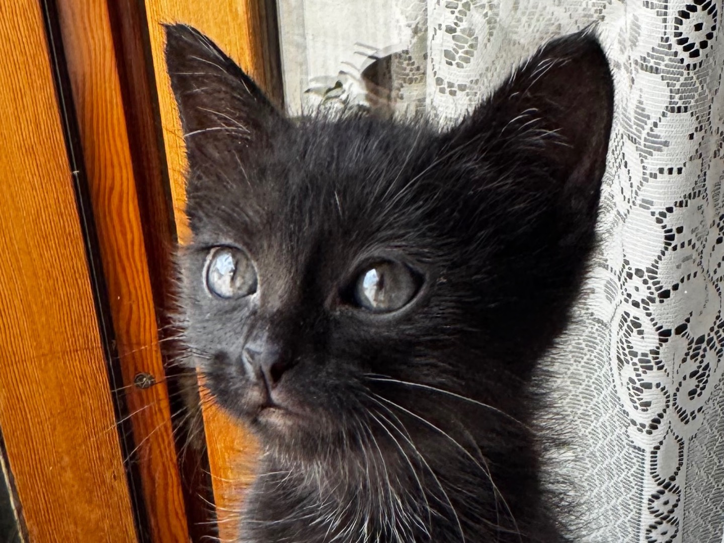 Foto dell'animale