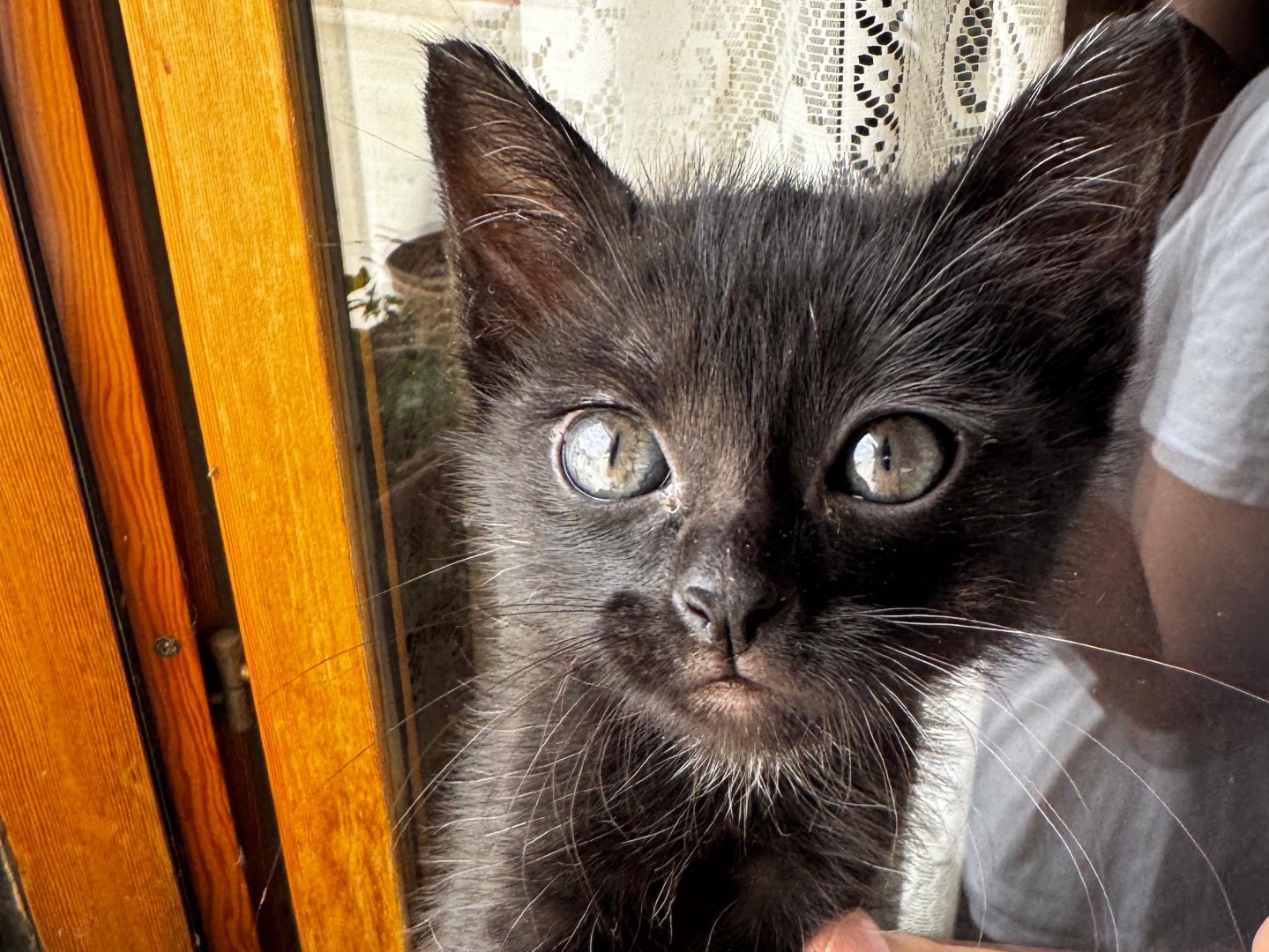 Adotta un gatto, femmina, 0 mesi, Verona
