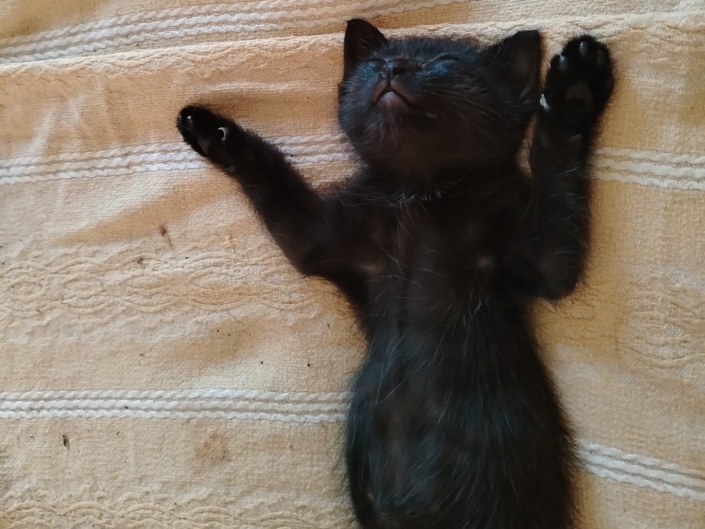 Vuoi adottare un gatto a Verona?