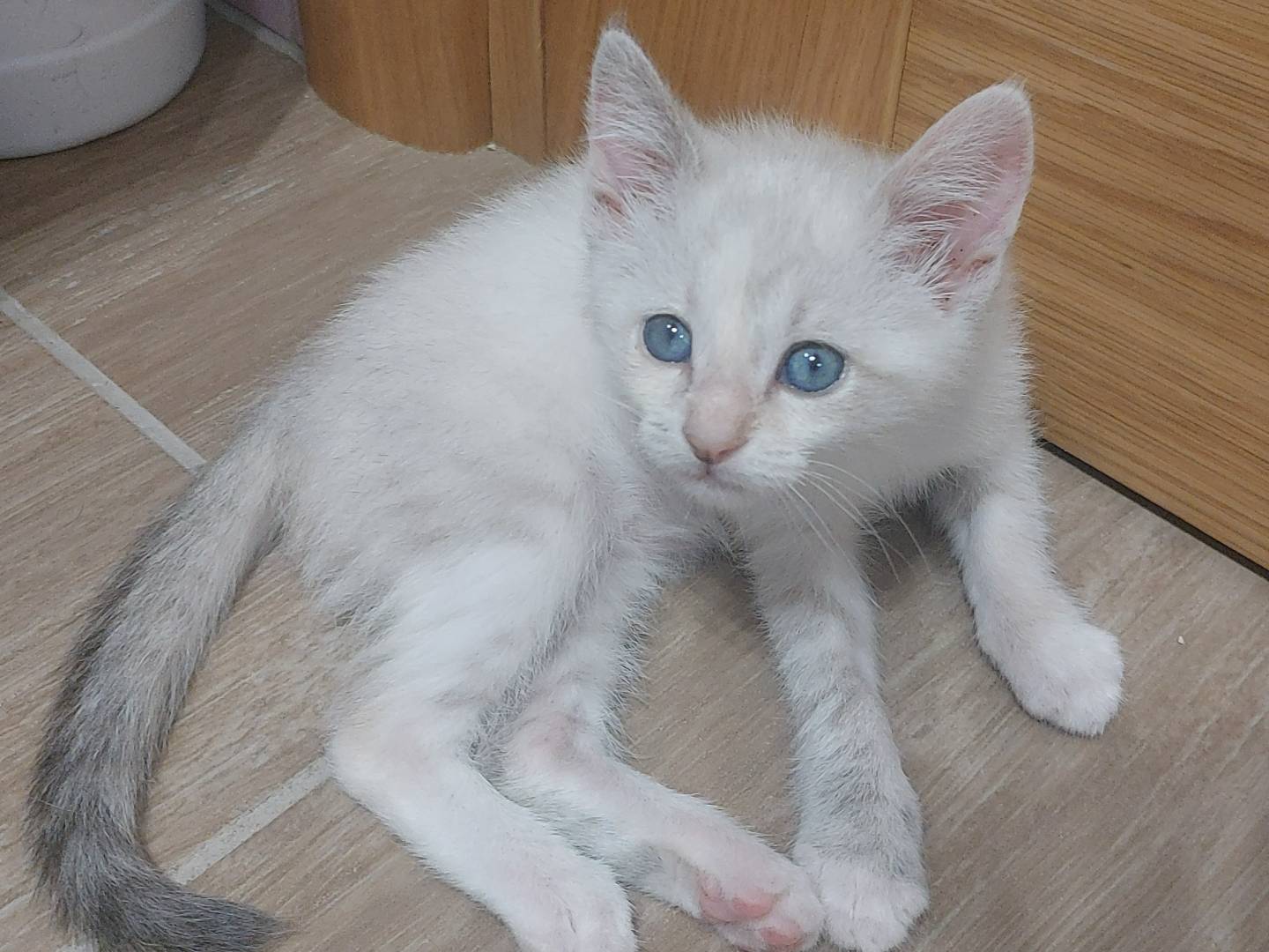 Vuoi adottare un gatto a Bologna?