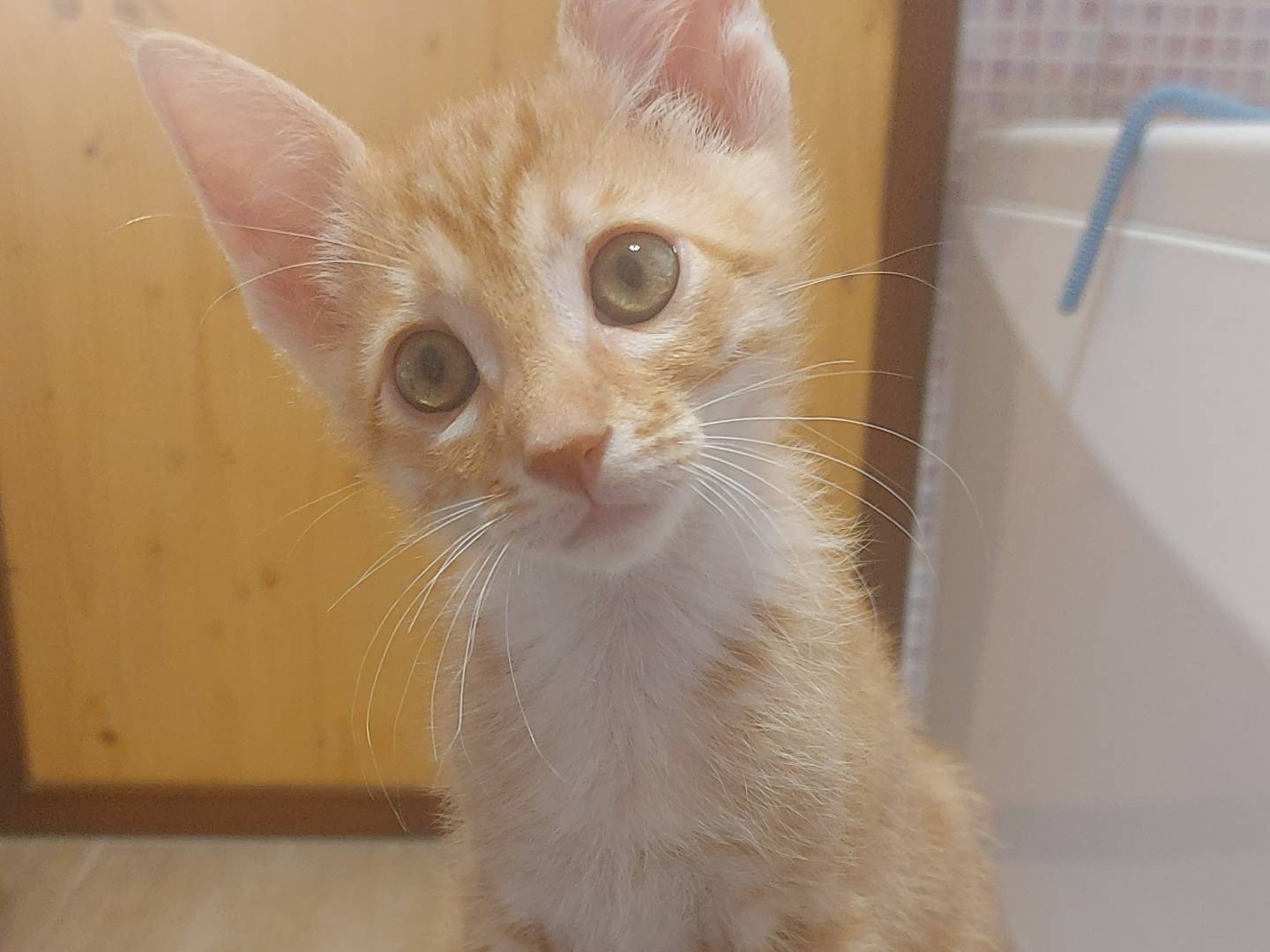 Adotta il gatto Frida e lio  a Bologna