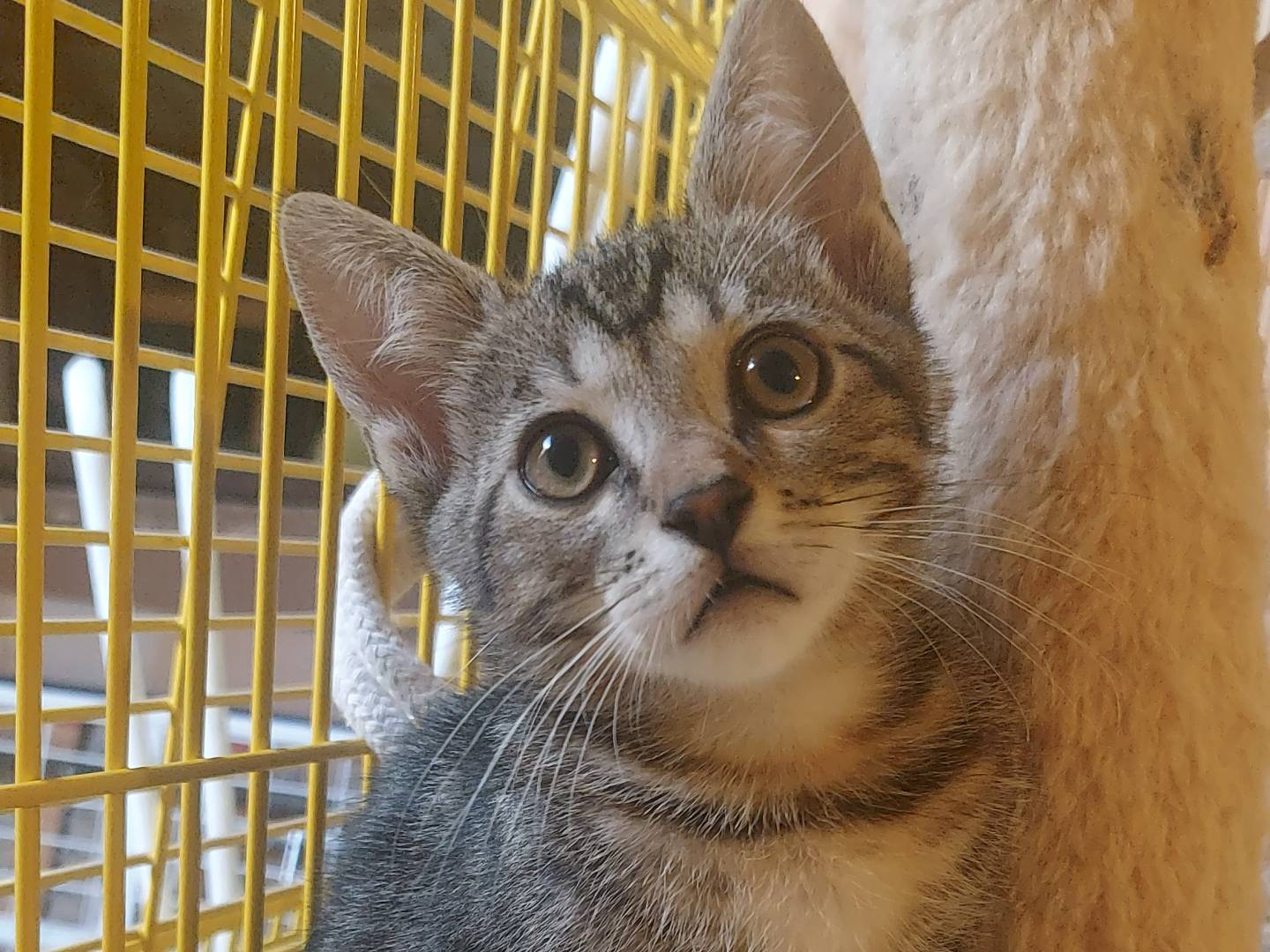 Adotta un gatto, maschio, 2 mesi, Milano