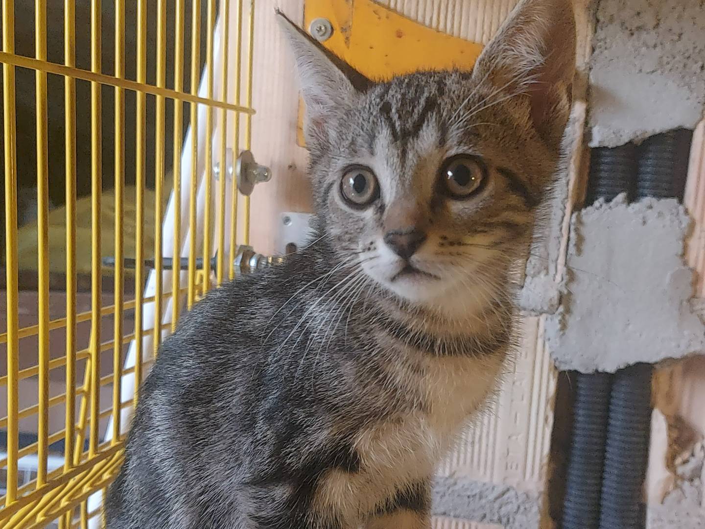 Adotta un gatto, taglia non valida, maschio, Milano