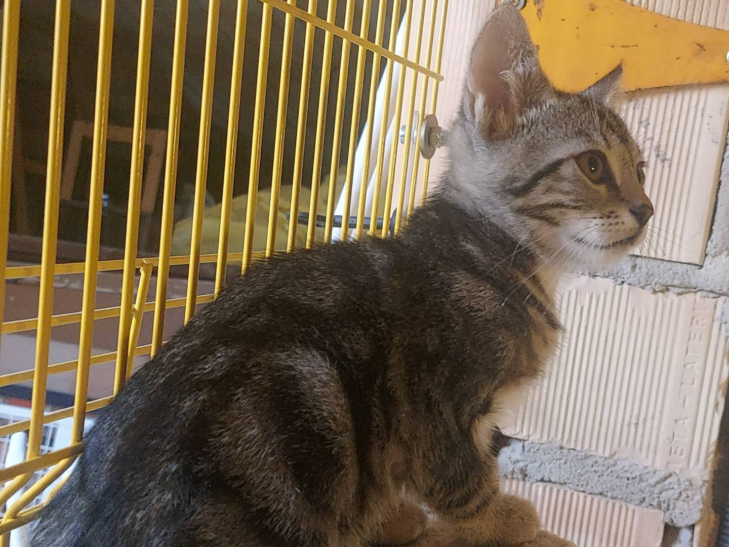 Vuoi adottare un gatto a Milano?