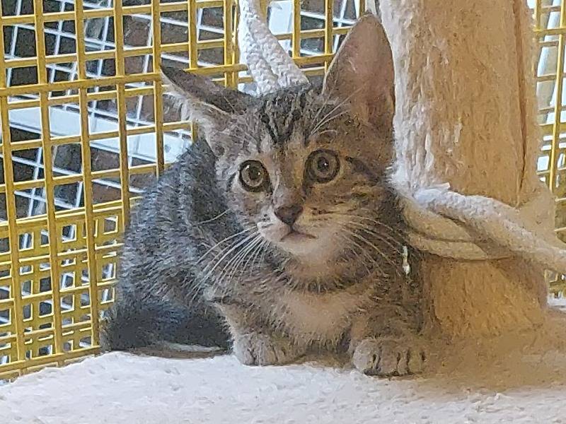 Adotta il gatto TEO a Milano
