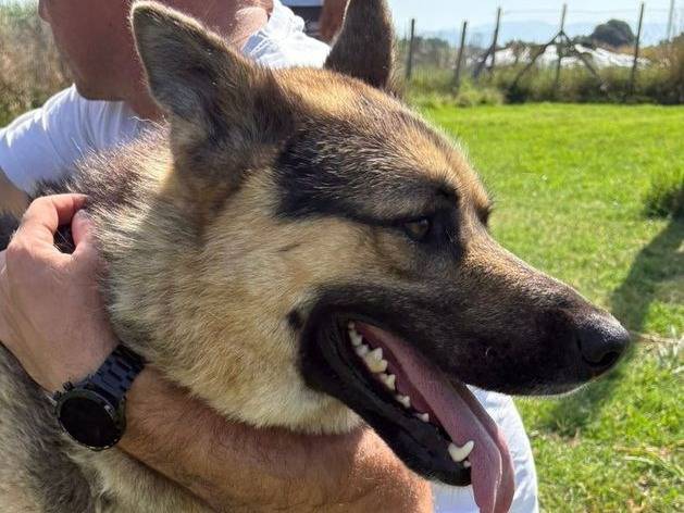 Adotta un cane, maschio, 11 mesi, Latina