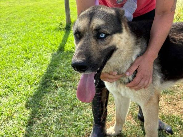 Adotta un cane, taglia media, maschio, Latina