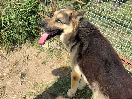 Vuoi adottare un cane a Latina?
