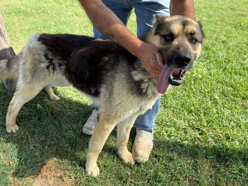 Adotta il cane DAVID BOWIE a Latina
