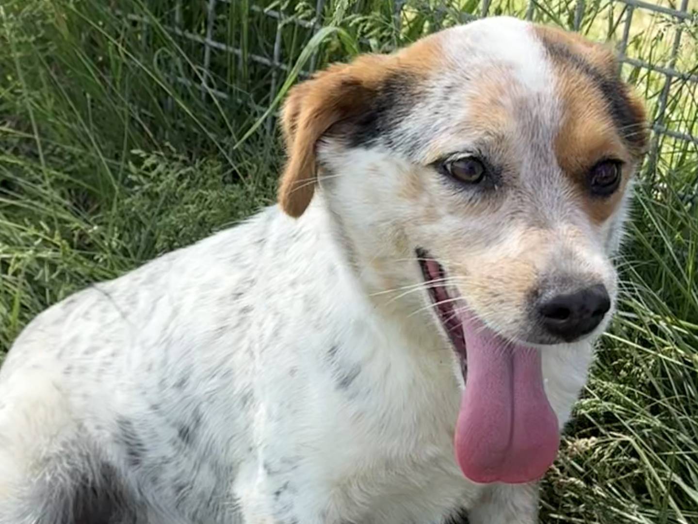 Adozione cane, femmina, Jack Russell Terrier Razza sconosciuta, 1 anno e 5 mesi, taglia piccola, Latina