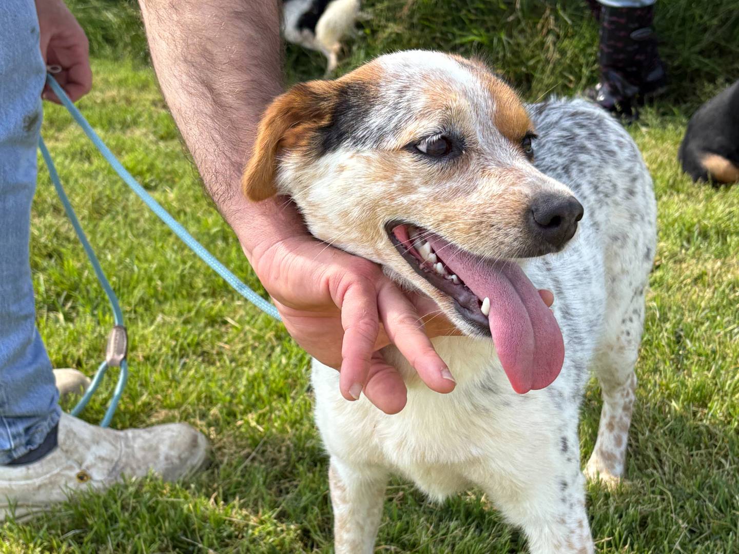 Adotta un cane, femmina, 1 anno e 5 mesi, Latina