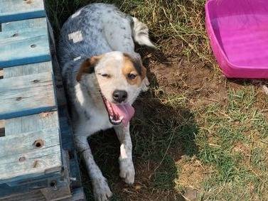 Adotta un cane, taglia piccola, femmina, Latina