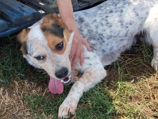 Vuoi adottare un cane a Latina?