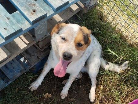 Adotta il cane KELLY a Latina