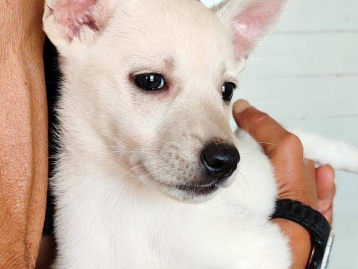 Vuoi adottare un cane a Varese?