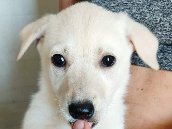 Adotta un cane, femmina, 0 mesi, Varese