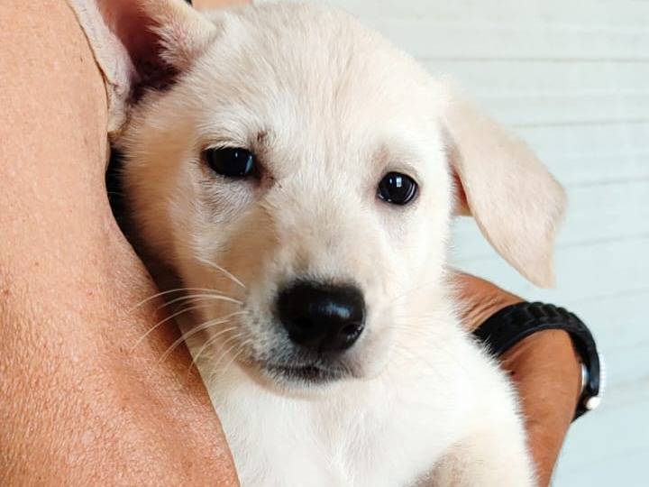 Adotta un cane, taglia media, femmina, Varese