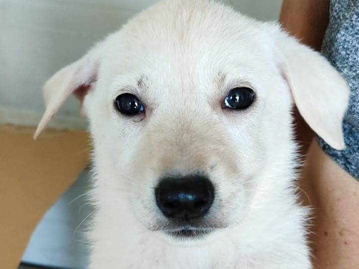 Vuoi adottare un cane a Varese?