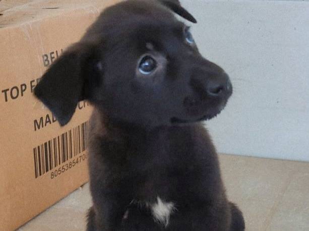 Adotta un cane, femmina, 1 mesi, Varese