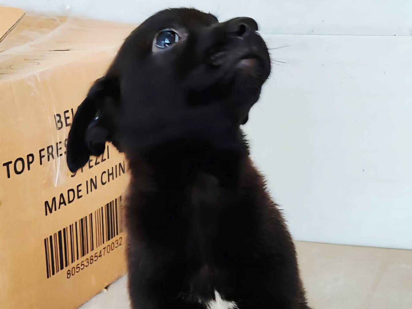 Adotta un cane, taglia media, femmina, Varese