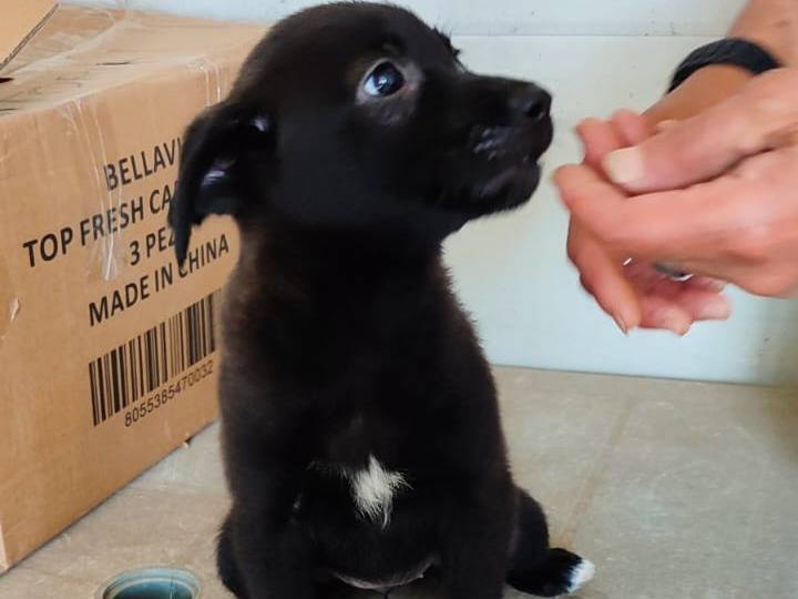 Vuoi adottare un cane a Varese?