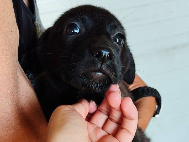 Adotta il cane UNA MAMMA PER MIRTILLA a Varese