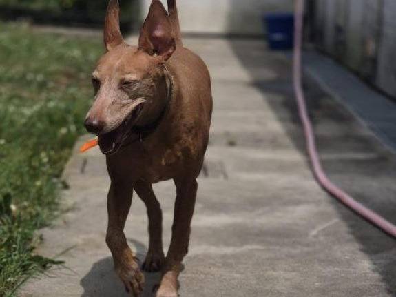 Adotta un cane, femmina, 9 anni  e 5 mesi , Bergamo
