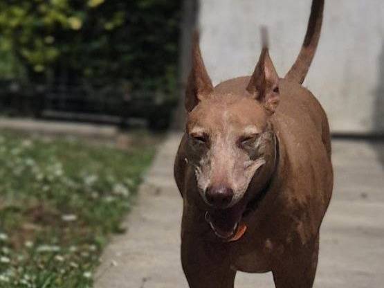 Adotta un cane, taglia media contenuta, femmina, Bergamo