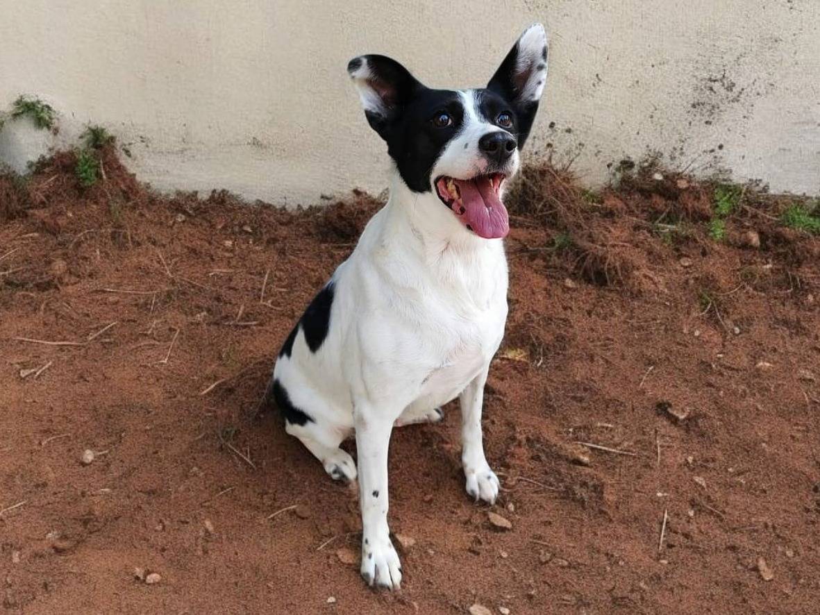 Adotta un cane, femmina, 9 anni  e 2 mesi , Messina