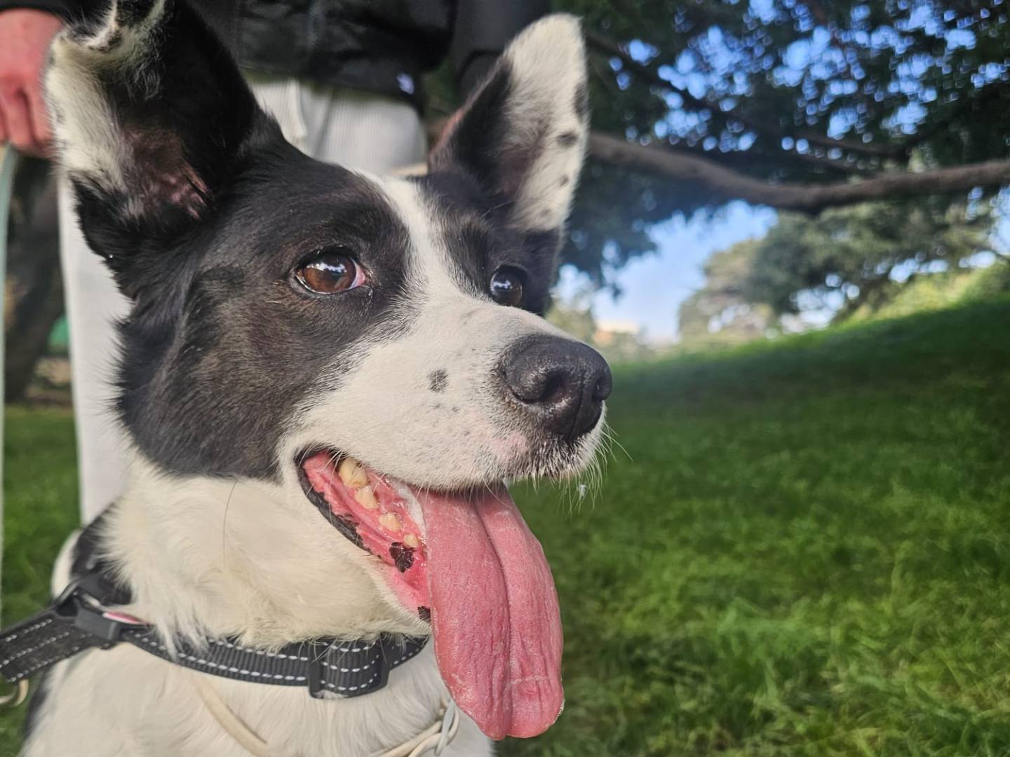 Adotta un cane, taglia media, femmina, Messina