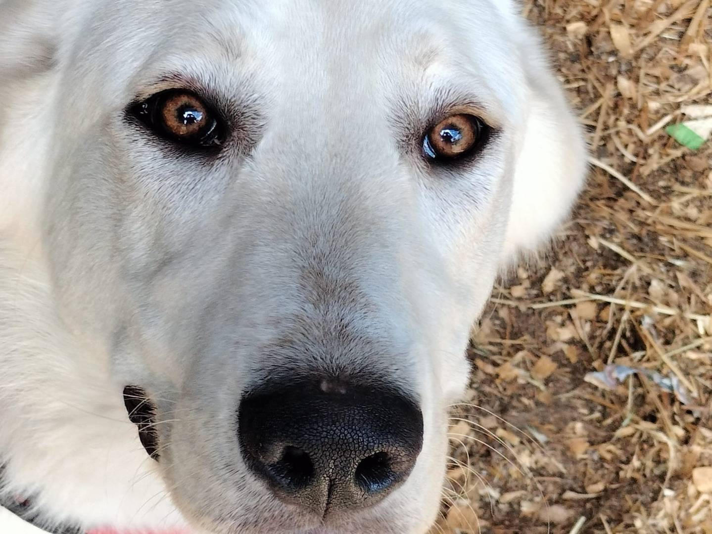 Foto dell'animale