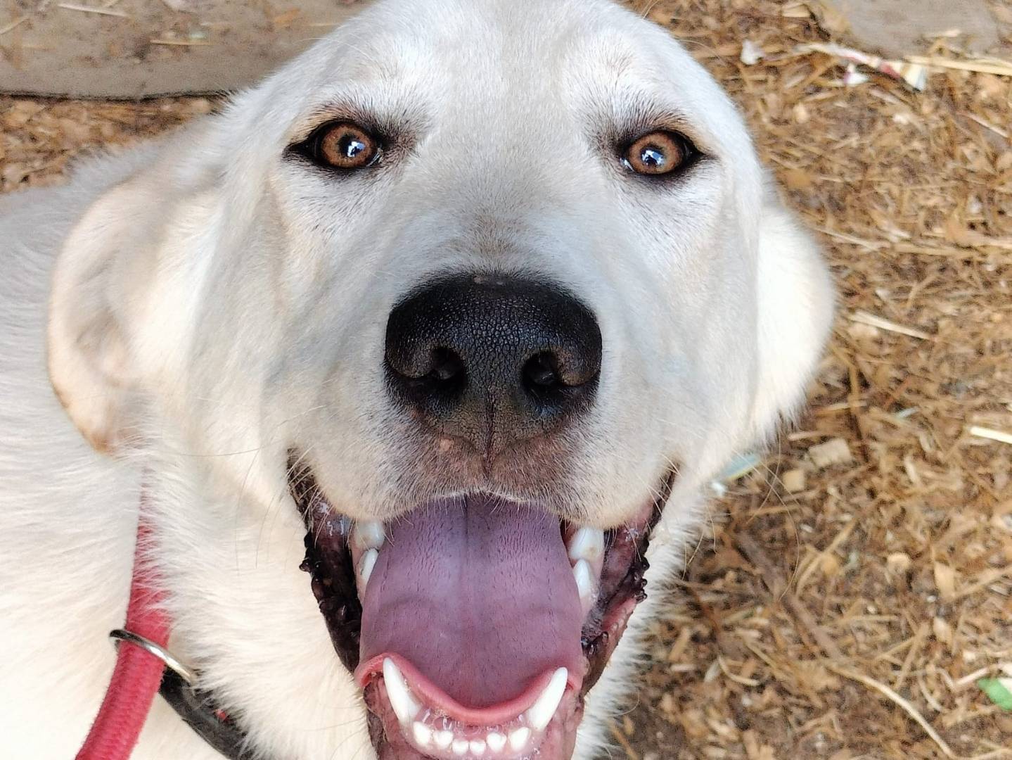 Adotta un cane, maschio, 9 mesi, Frosinone