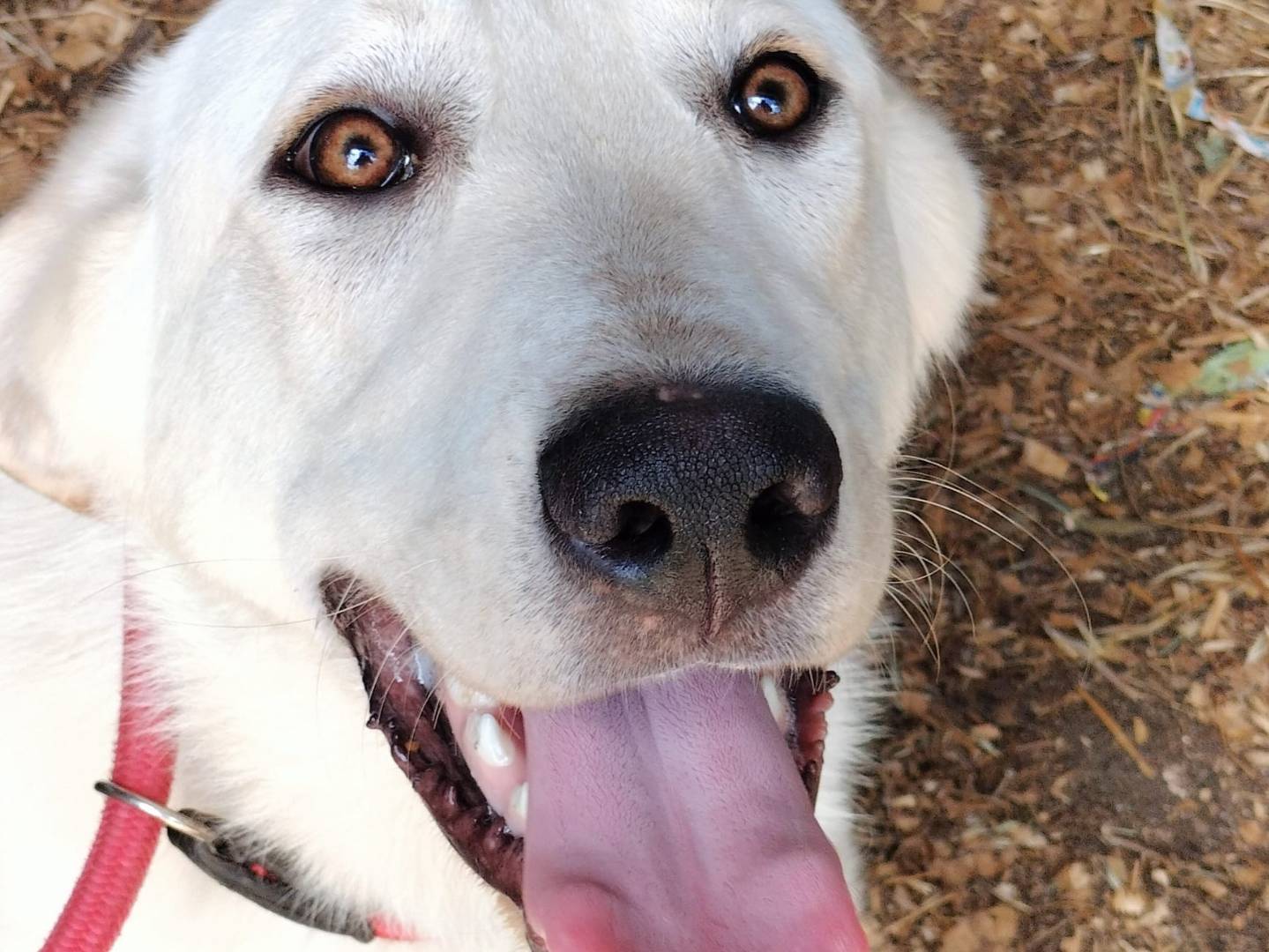 Adotta un cane, taglia media, maschio, Frosinone