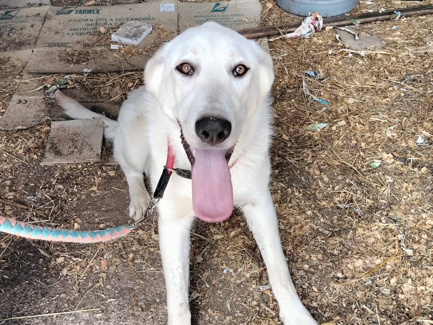 Vuoi adottare un cane a Frosinone?