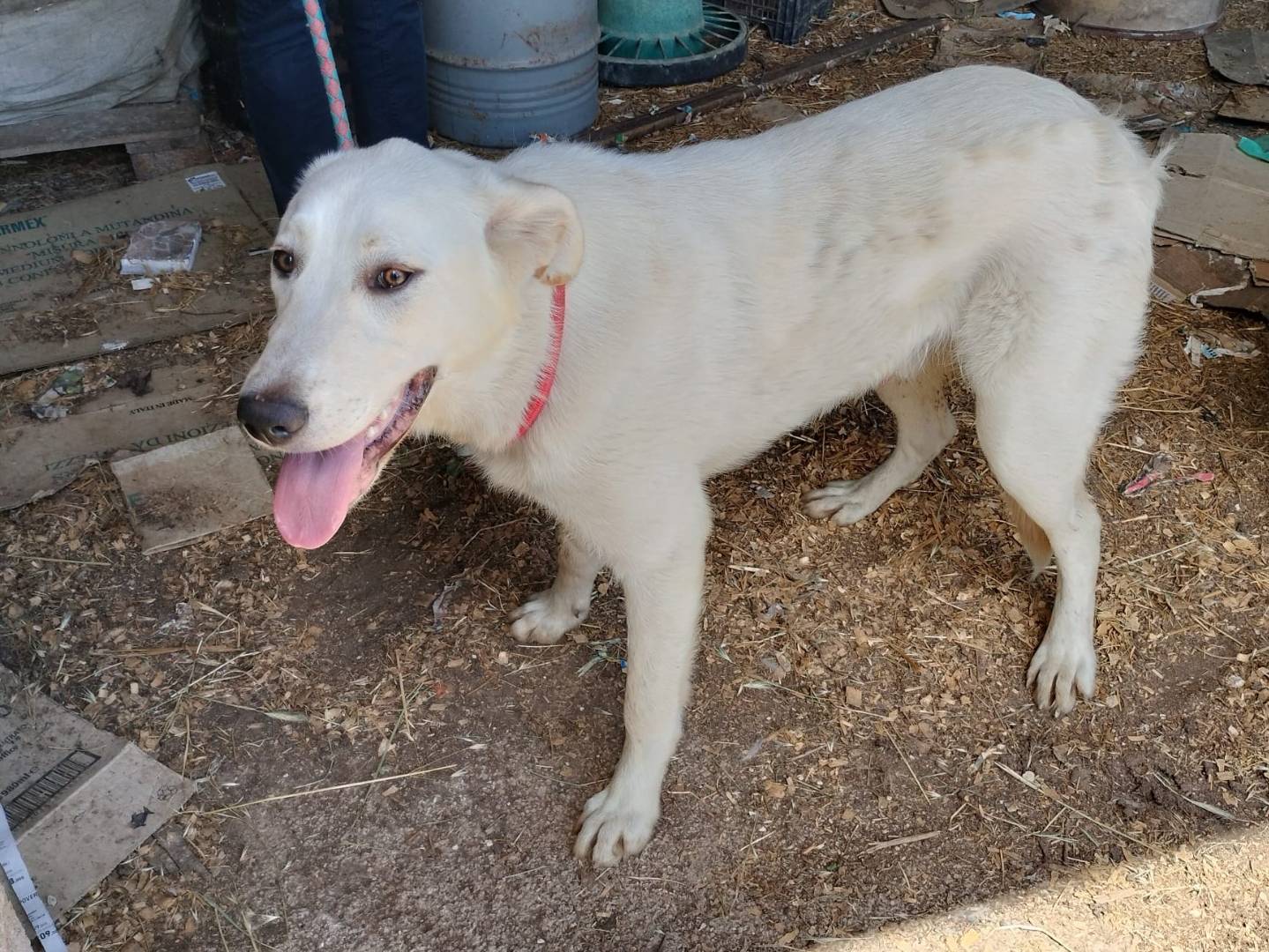 Adotta il cane EDO a Frosinone