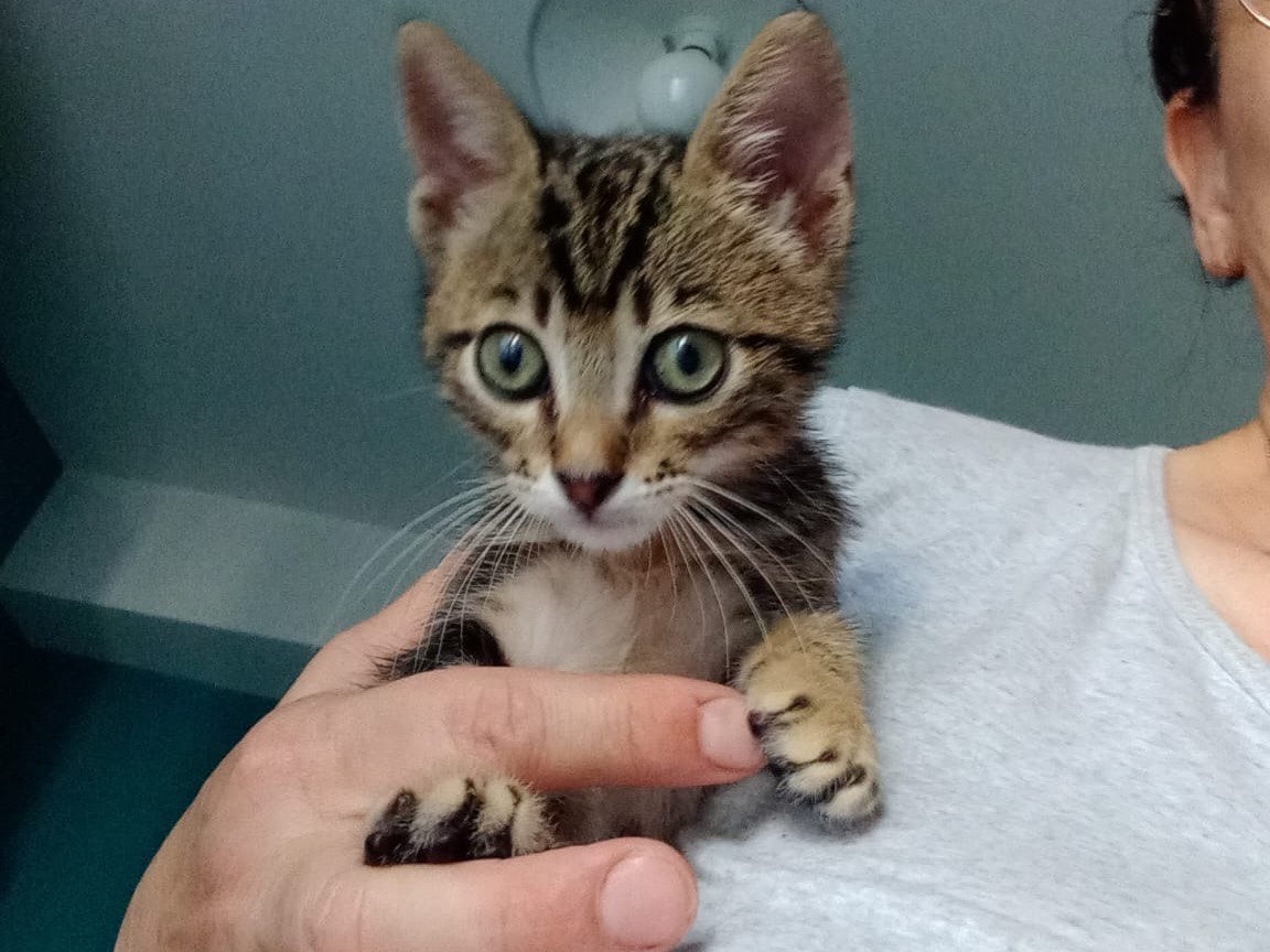 Adozione gatto, maschio, Razza sconosciuta Razza sconosciuta, 3 mesi, taglia non valida, Bari