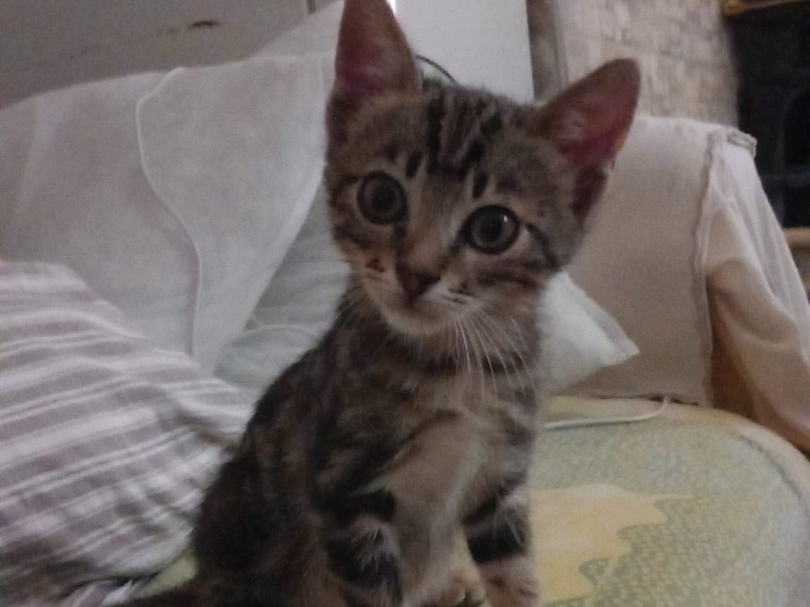 Adotta un gatto, maschio, 3 mesi, Bari