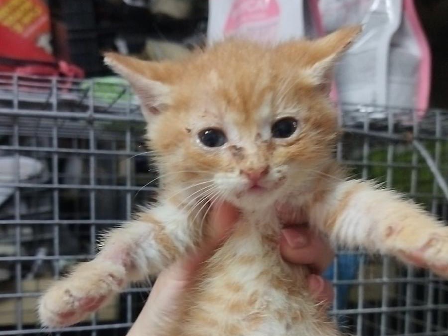 Adozione gatto, maschio, Razza sconosciuta Razza sconosciuta, 1 mesi, taglia non valida, Sassari
