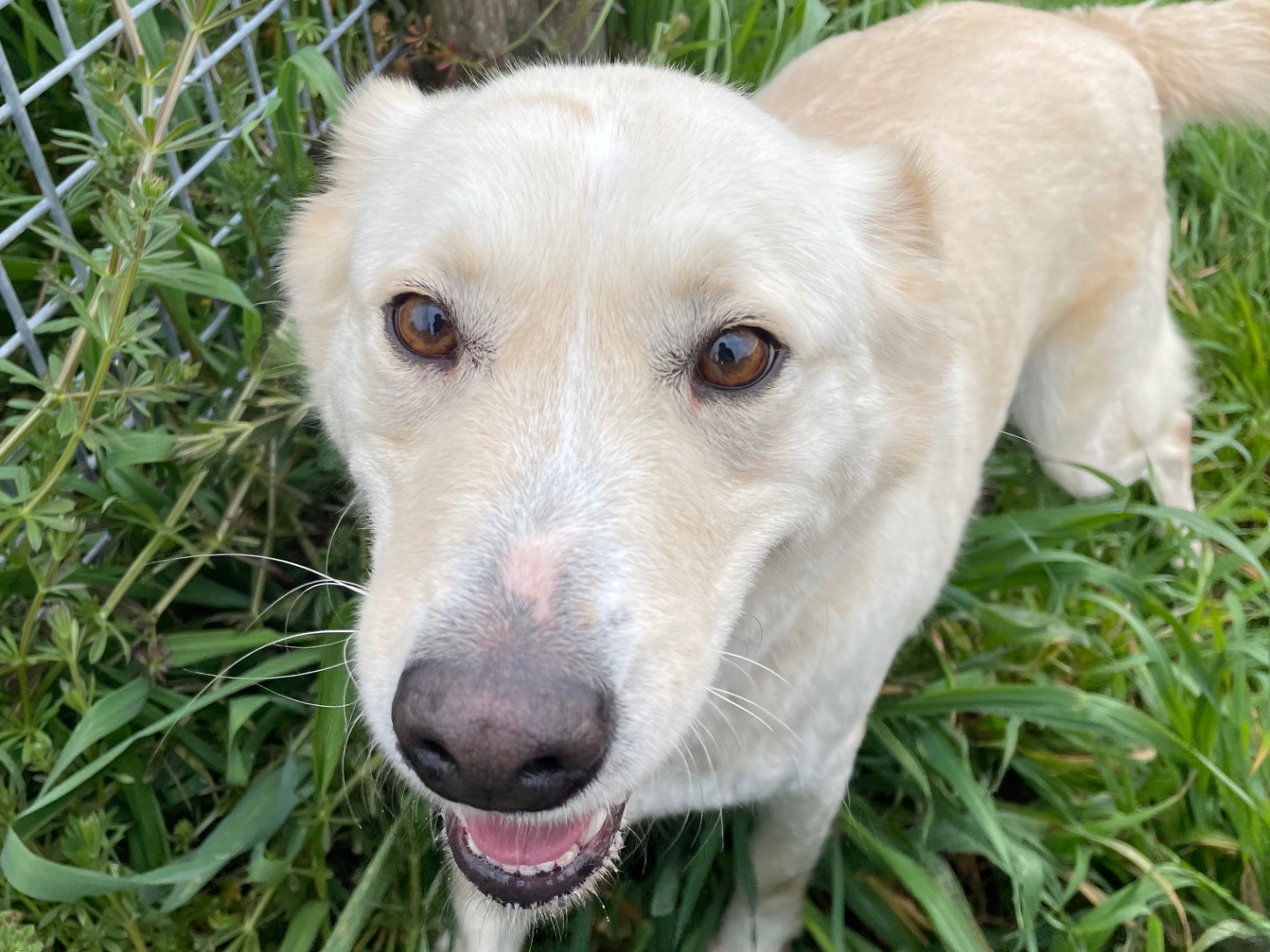 Adozione cane, femmina, Razza sconosciuta Razza sconosciuta, 2 anni e 11 mesi, taglia media, Latina