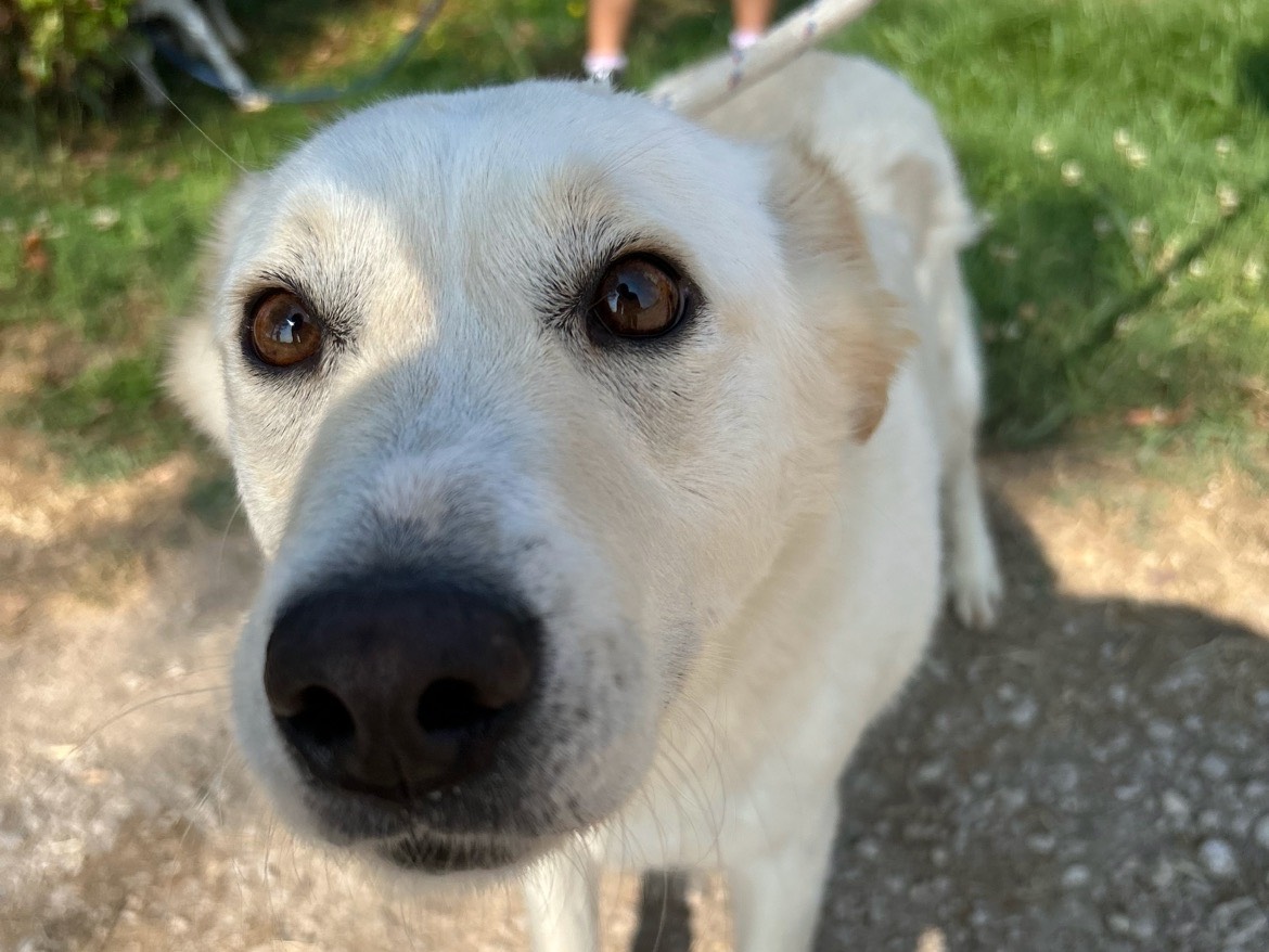 Adotta un cane, femmina, 2 anni e 11 mesi, Latina