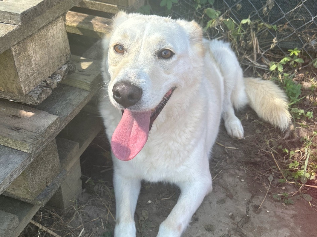 Adotta un cane, taglia media, femmina, Latina
