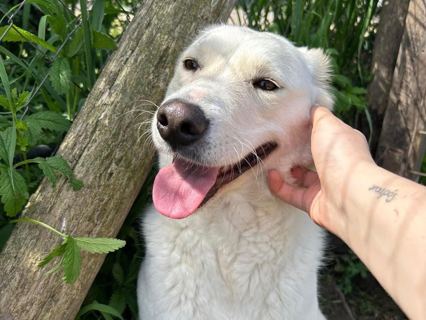 Adotta il cane Mafalda a Latina